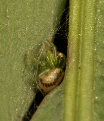 Lysiteles