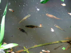 Phalloceros caudimaculatus