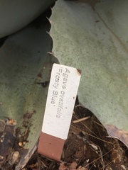 Agave ovatifolia