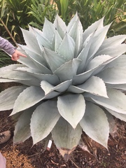 Agave ovatifolia