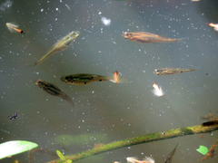 Phalloceros caudimaculatus