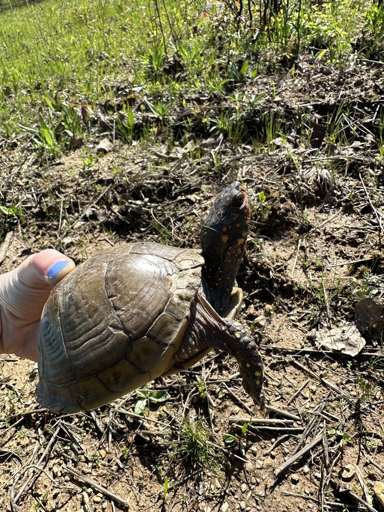 Three-toed Box Turtle in April 2023 by audrey_volk. 3 Toed Boxed Turtle ...