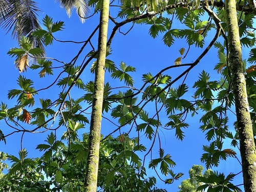 Artocarpus altilis