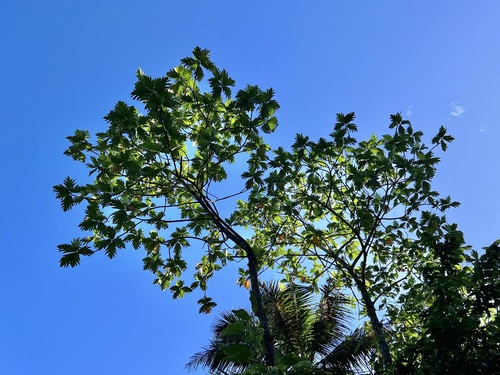 Artocarpus altilis