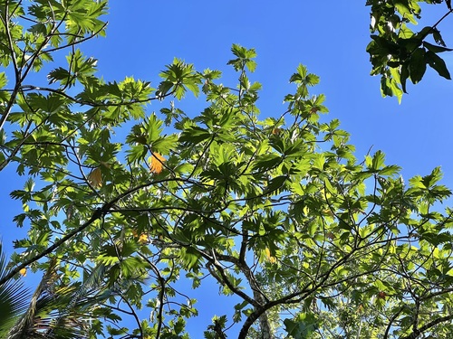 Artocarpus altilis