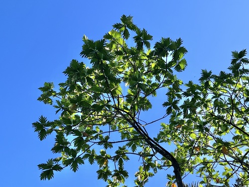Artocarpus altilis