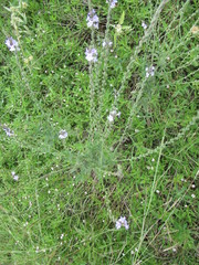 Verbena xutha