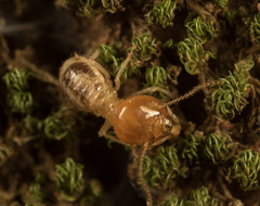 Macrotermitinae