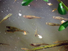 Phalloceros caudimaculatus