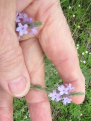 Verbena xutha