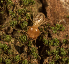 Macrotermitinae