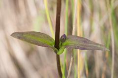 Gentianella amarella acuta