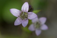 Gentianella amarella acuta