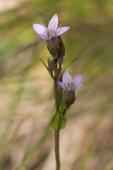 Gentianella amarella acuta