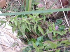 Pluchea odorata odorata