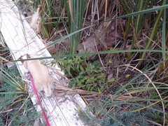 Pluchea odorata odorata