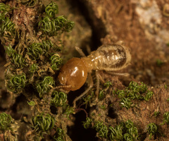 Macrotermitinae