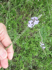 Verbena xutha