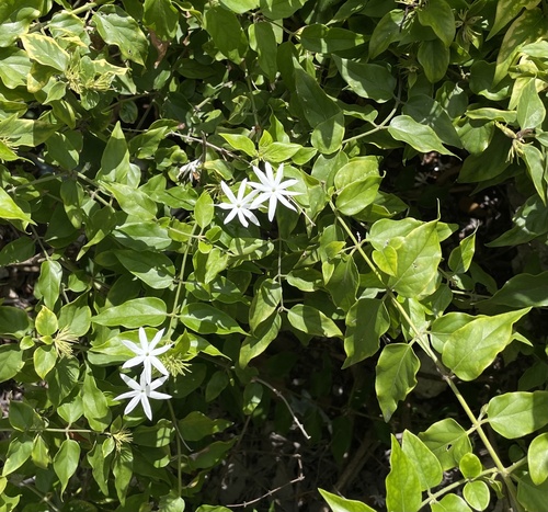 Jasminum dichotomum, photograph 6