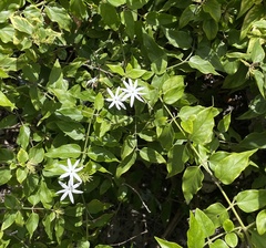 Jasminum dichotomum, photograph (c) John Burnett, some rights reserved (CC BY-SA)