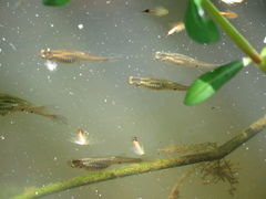 Phalloceros caudimaculatus