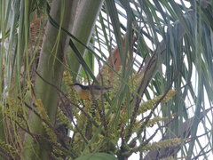 Coereba flaveola caboti