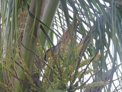 Coereba flaveola caboti