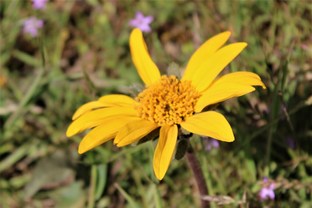 narrowleaf mule-ears from Marin County, CA, USA on April 24, 2023 at 09 ...