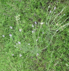 Verbena xutha