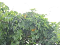 Setophaga petechia rufivertex