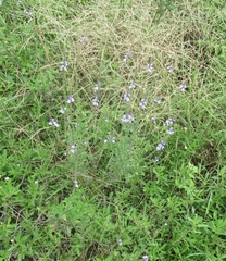 Verbena xutha