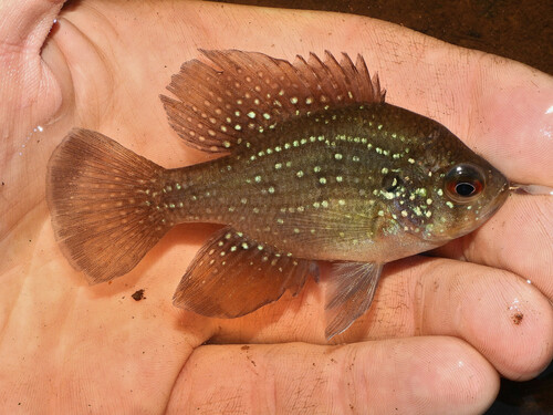 Blue-spotted Sunfish