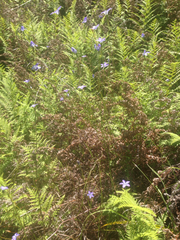 Wahlenbergia violacea