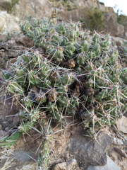 Grusonia aggeria