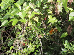 Setophaga petechia rufivertex