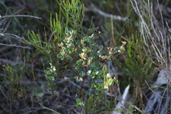 Spyridium thymifolium