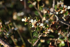 Spyridium thymifolium