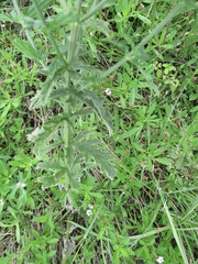Verbena xutha