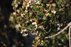 Spyridium thymifolium