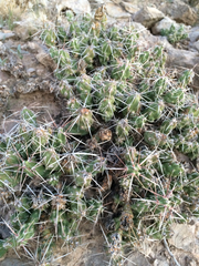 Grusonia aggeria