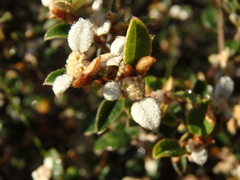 Spyridium thymifolium