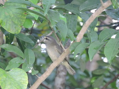 Vireo magister