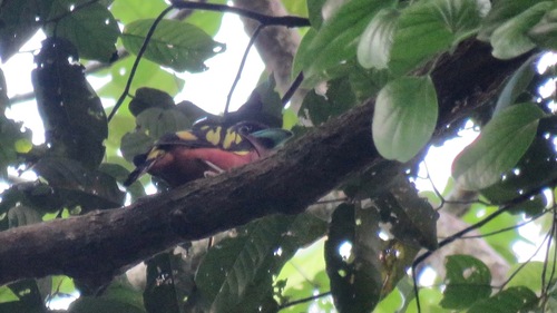 Eurylaimus javanicus observed 2020-06-05