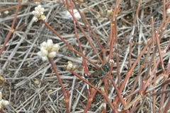 Schistocerca melanocera
