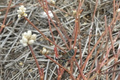 Schistocerca melanocera