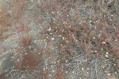 Alternanthera filifolia