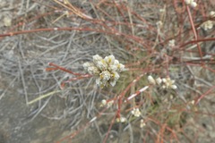 Alternanthera filifolia