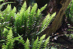 Blechnum blechnoides