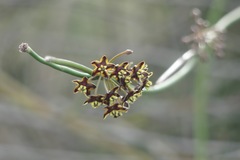 Funastrum angustissimum