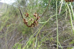 Funastrum angustissimum